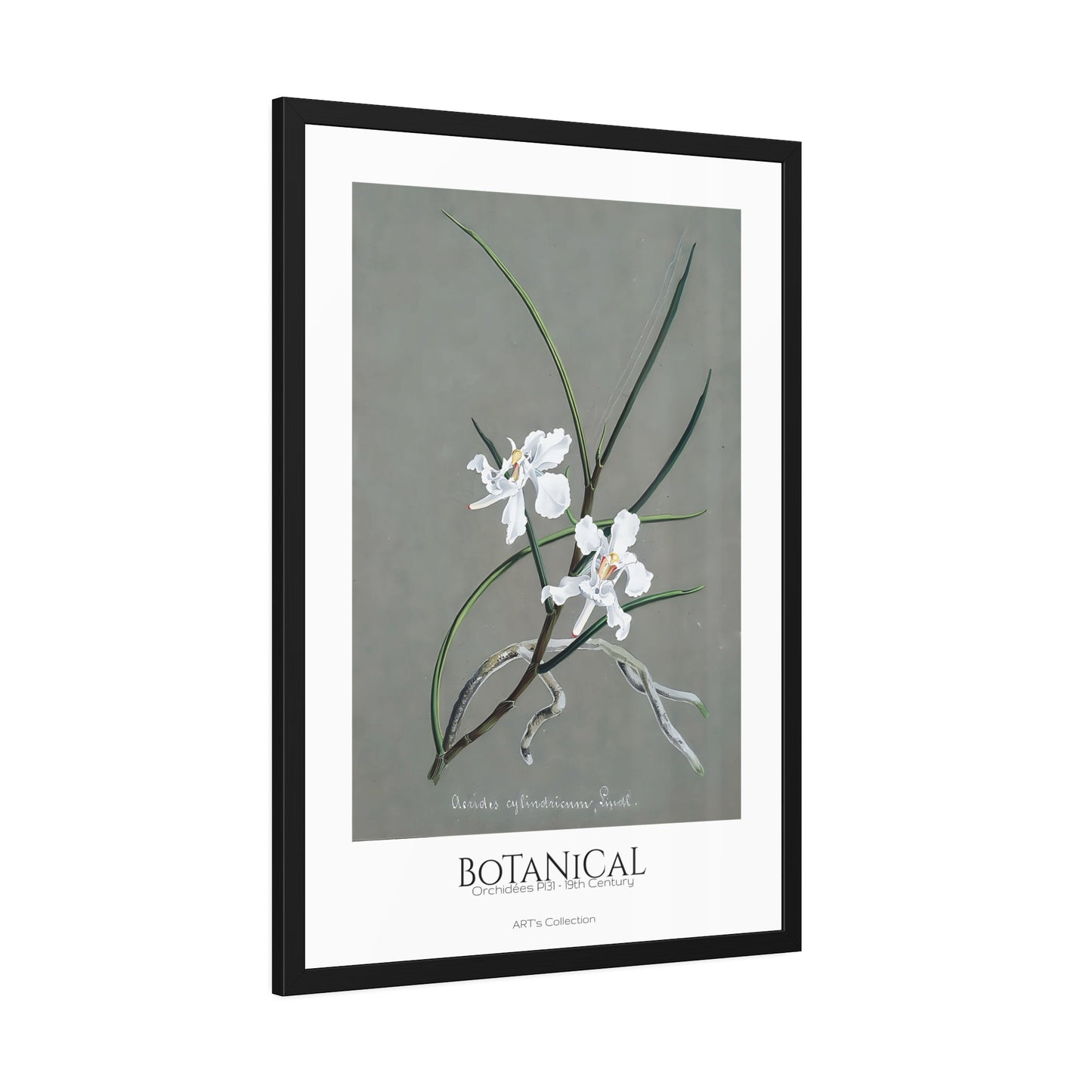 Botanical - Orchidées Pl.31 (19th Century) / Affiche Encadrée série ART's Collection