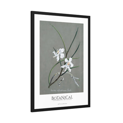 Botanical - Orchidées Pl.31 (19th Century) / Affiche Encadrée série ART's Collection