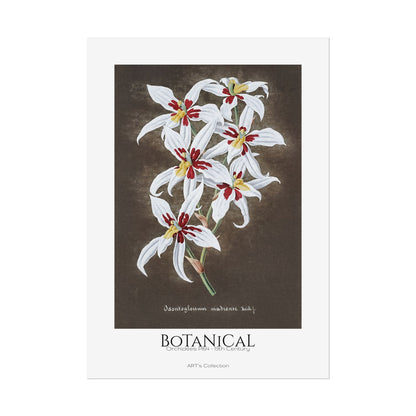 Botanical - Orchidées Pl.64 (19th Century) / Affiche imprimée - Série ART's Collection
