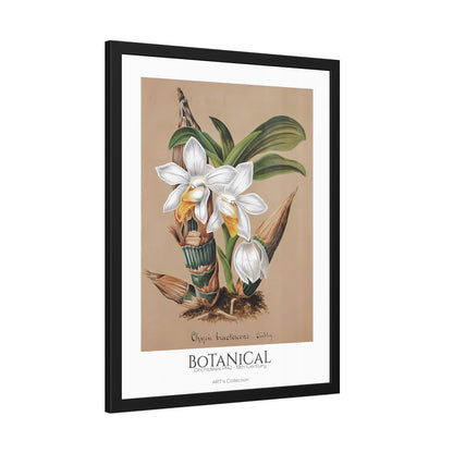 Botanical - Orchidées Pl.42 (19th Century) / Affiche Encadrée série ART's Collection