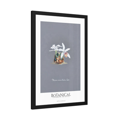 Botanical - Orchidées Pl.15 (19th Century) / Affiche Encadrée série ART's Collection