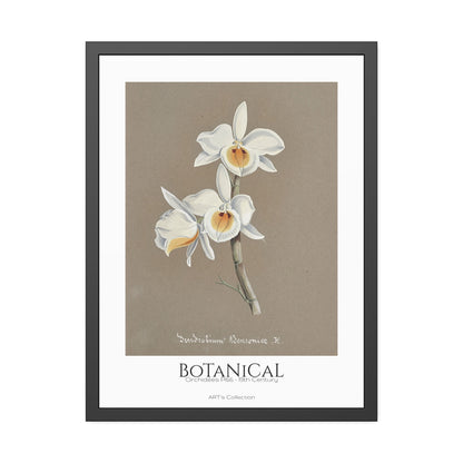 Botanical - Orchidées Pl.66 (19th Century) / Affiche Encadrée série ART's Collection