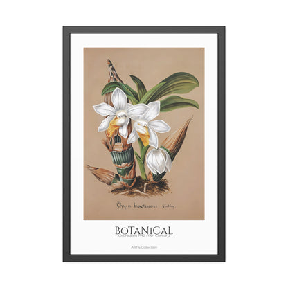 Botanical - Orchidées Pl.42 (19th Century) / Affiche Encadrée série ART's Collection