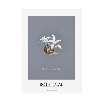 Botanical - Orchidées Pl.15 (19th Century) / Affiche imprimée - Série ART's Collection