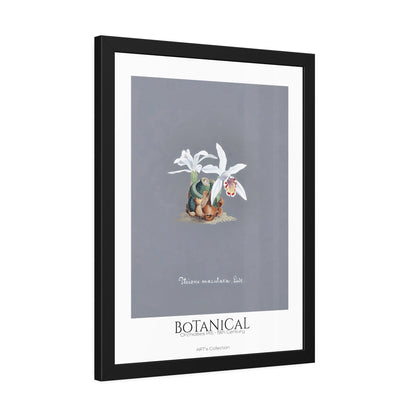 Botanical - Orchidées Pl.15 (19th Century) / Affiche Encadrée série ART's Collection