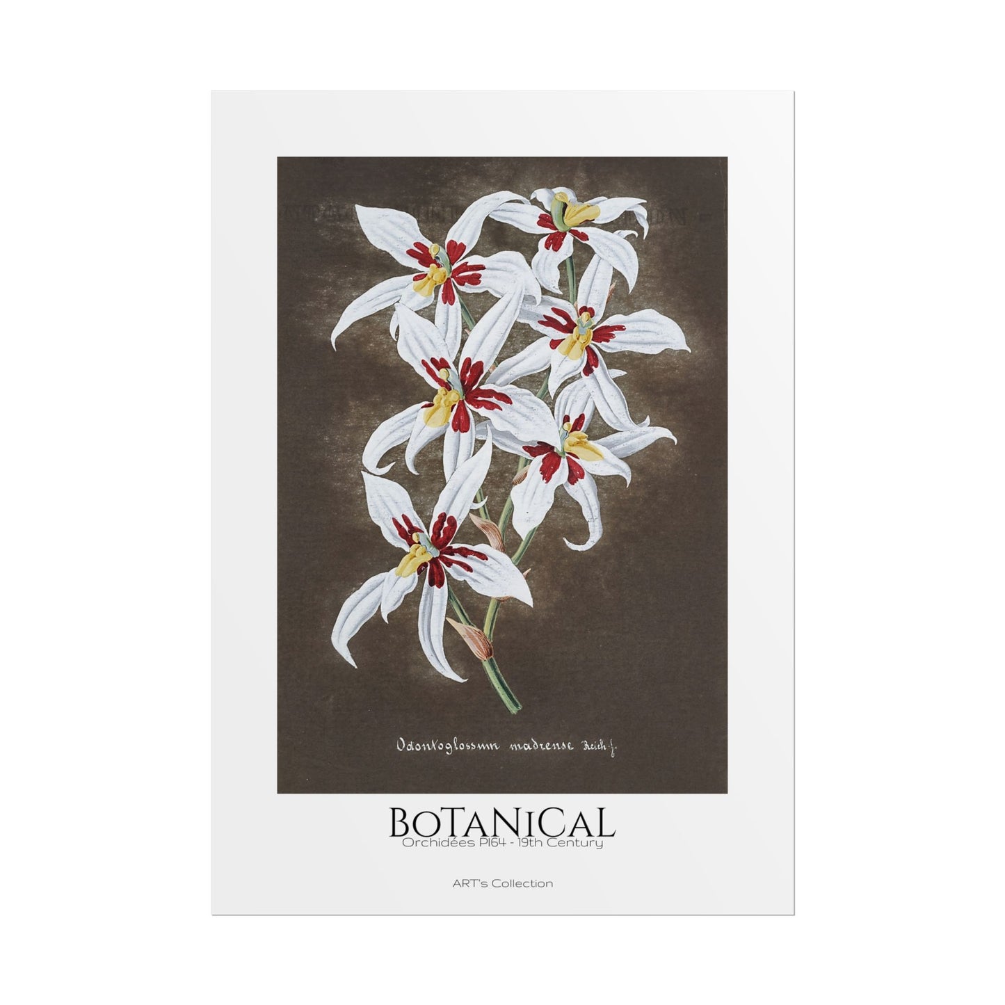 Botanical - Orchidées Pl.64 (19th Century) / Affiche imprimée - Série ART's Collection