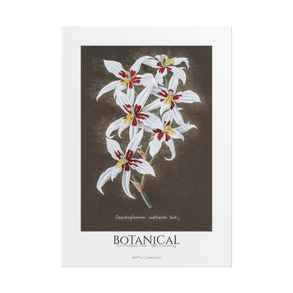 Botanical - Orchidées Pl.64 (19th Century) / Affiche imprimée - Série ART's Collection