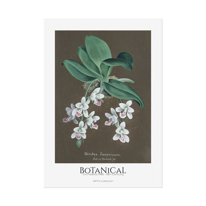 Botanical - Orchidées Pl.86 (19th Century) / Affiche imprimée - Série ART's Collection