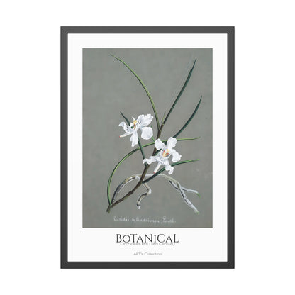 Botanical - Orchidées Pl.31 (19th Century) / Affiche Encadrée série ART's Collection