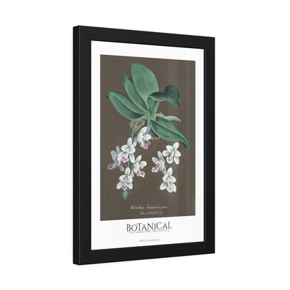 Botanical - Orchidées Pl.86 (19th Century) / Affiche Encadrée série ART's Collection