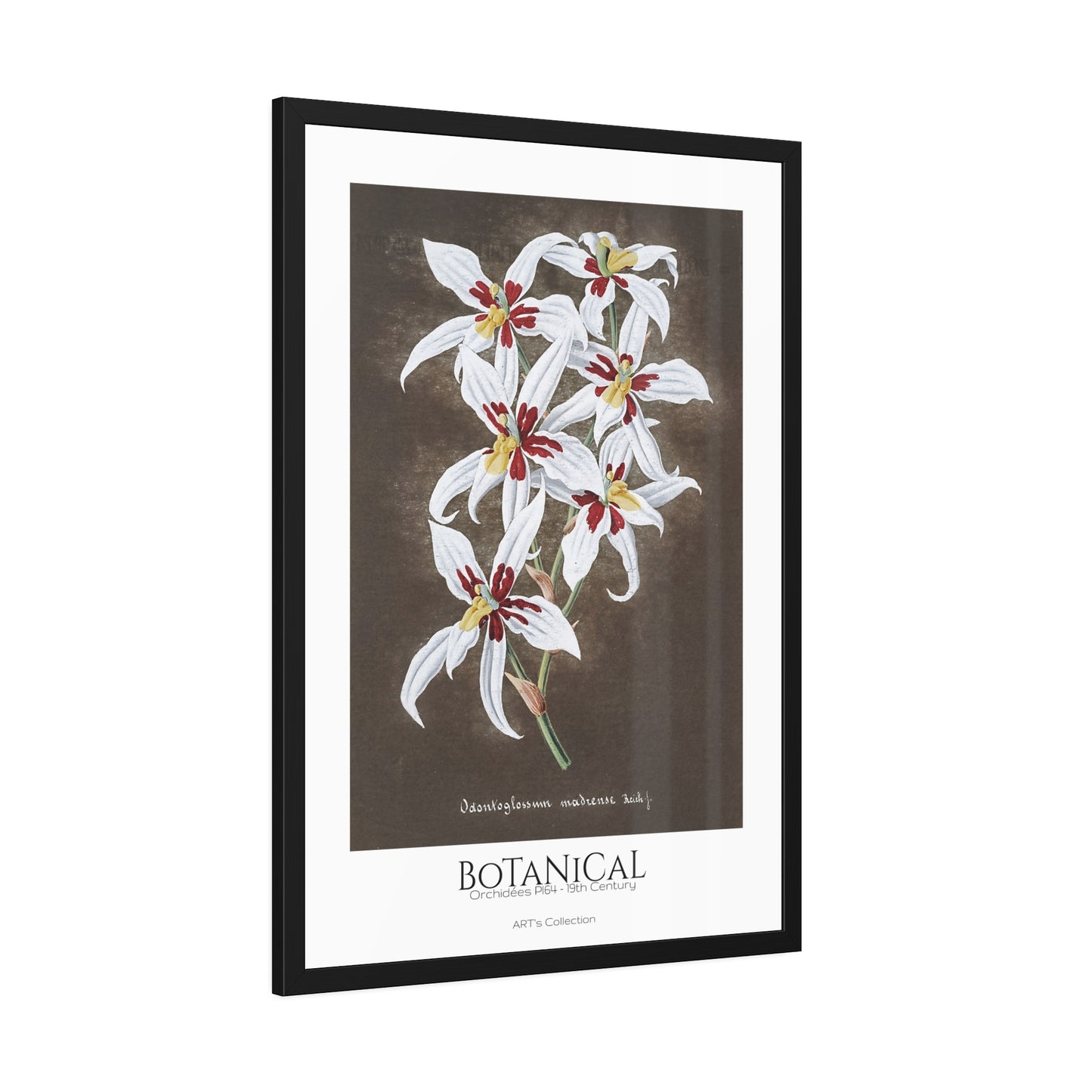 Botanical - Orchidées Pl.64 (19th Century) / Affiche Encadrée série ART's Collection