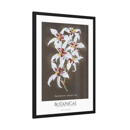 Botanical - Orchidées Pl.64 (19th Century) / Affiche Encadrée série ART's Collection