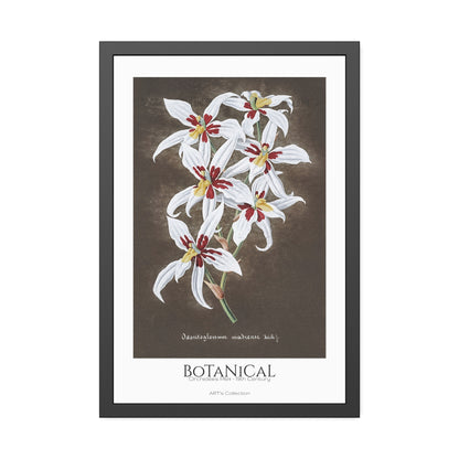 Botanical - Orchidées Pl.64 (19th Century) / Affiche Encadrée série ART's Collection