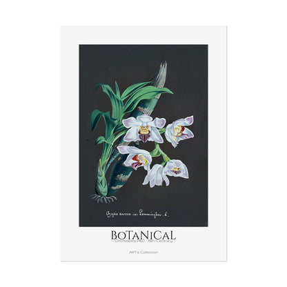 Botanical - Orchidées Pl.60 (19th Century) / Affiche imprimée - Série ART's Collection