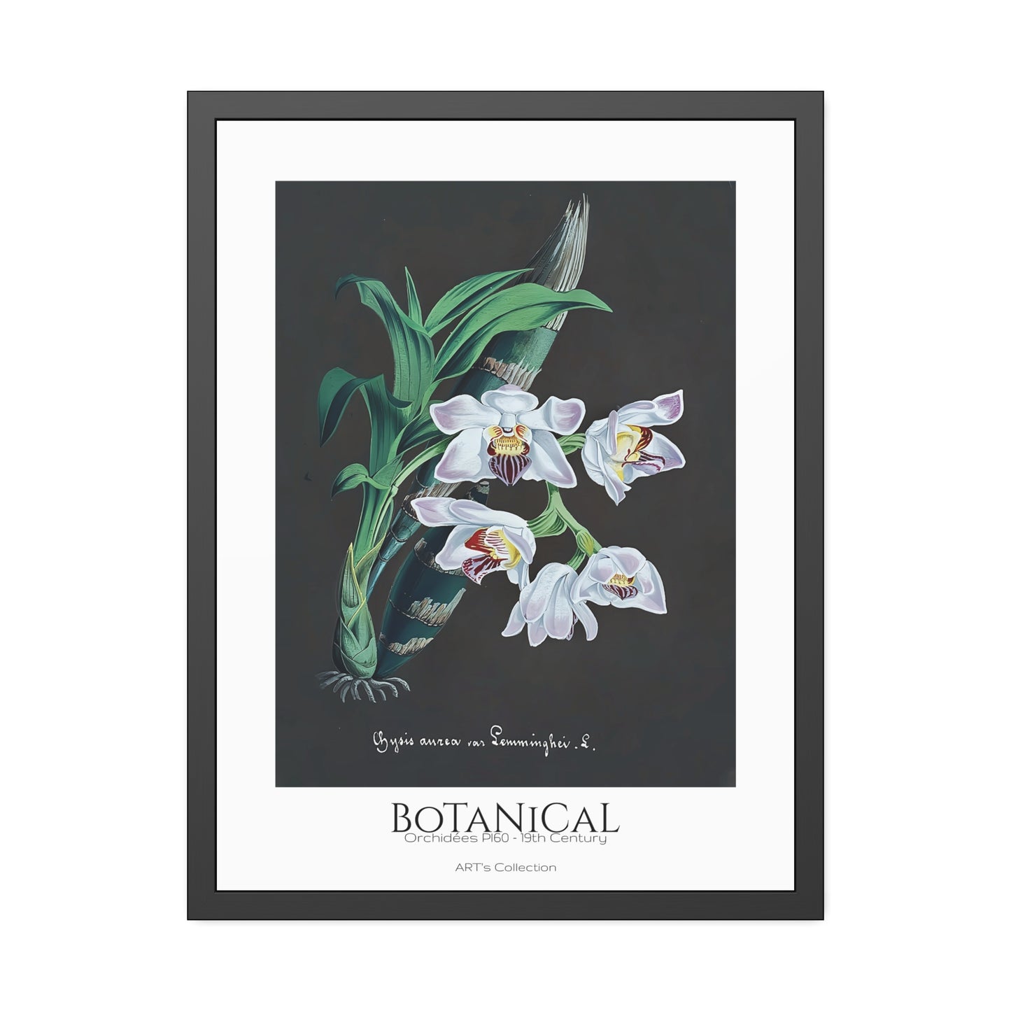 Botanical - Orchidées Pl.60 (19th Century) / Affiche Encadrée série ART's Collection