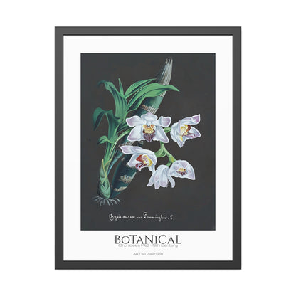 Botanical - Orchidées Pl.60 (19th Century) / Affiche Encadrée série ART's Collection