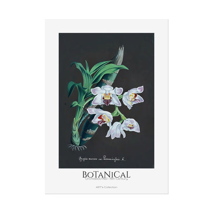 Botanical - Orchidées Pl.60 (19th Century) / Affiche imprimée - Série ART's Collection