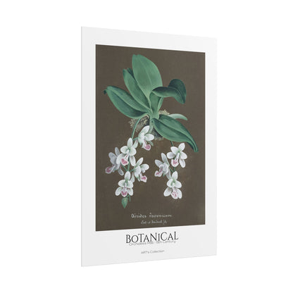 Botanical - Orchidées Pl.86 (19th Century) / Affiche imprimée - Série ART's Collection