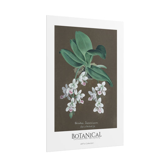 Botanical - Orchidées Pl.86 (19th Century) / Affiche imprimée - Série ART's Collection
