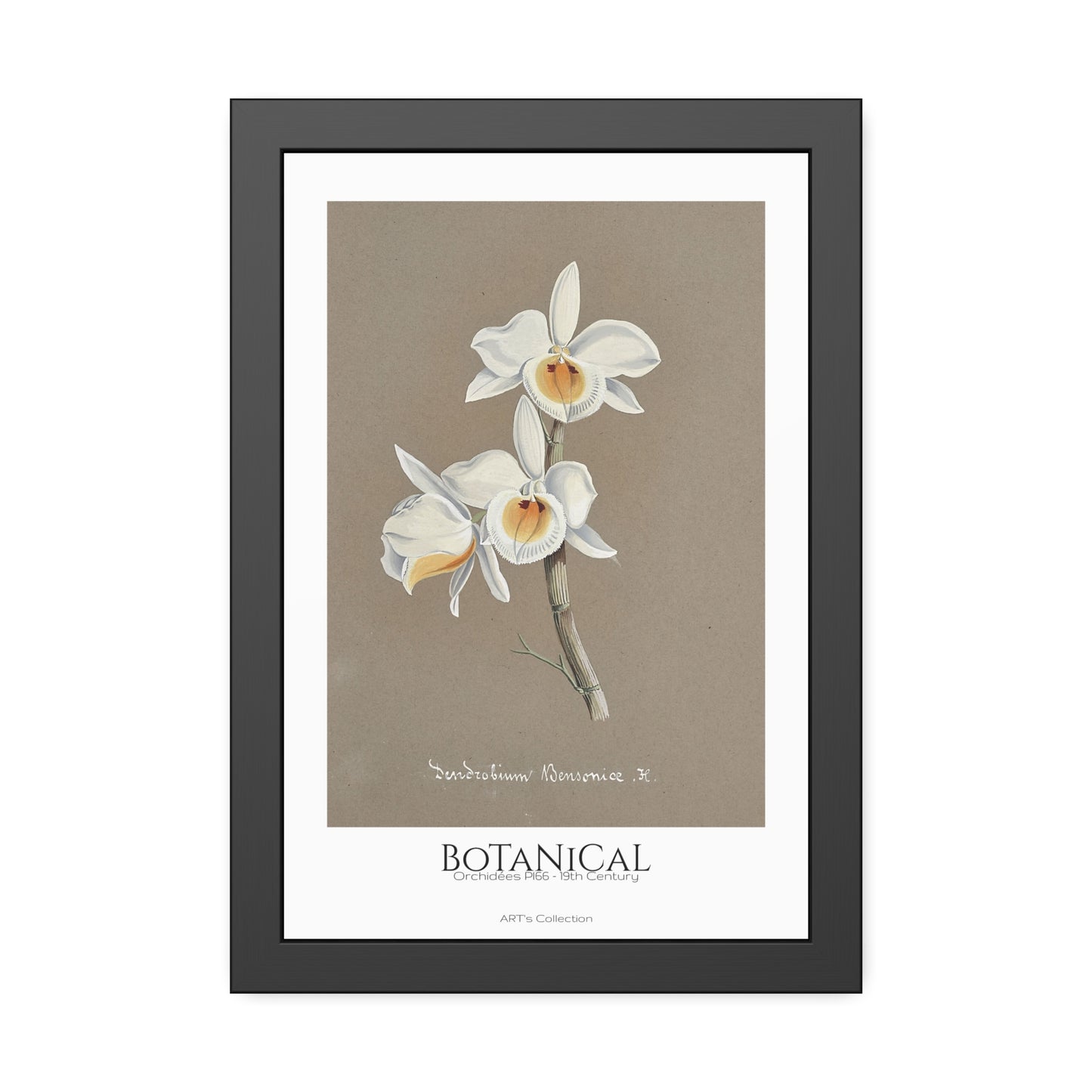 Botanical - Orchidées Pl.66 (19th Century) / Affiche Encadrée série ART's Collection
