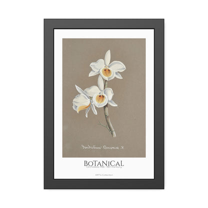 Botanical - Orchidées Pl.66 (19th Century) / Affiche Encadrée série ART's Collection
