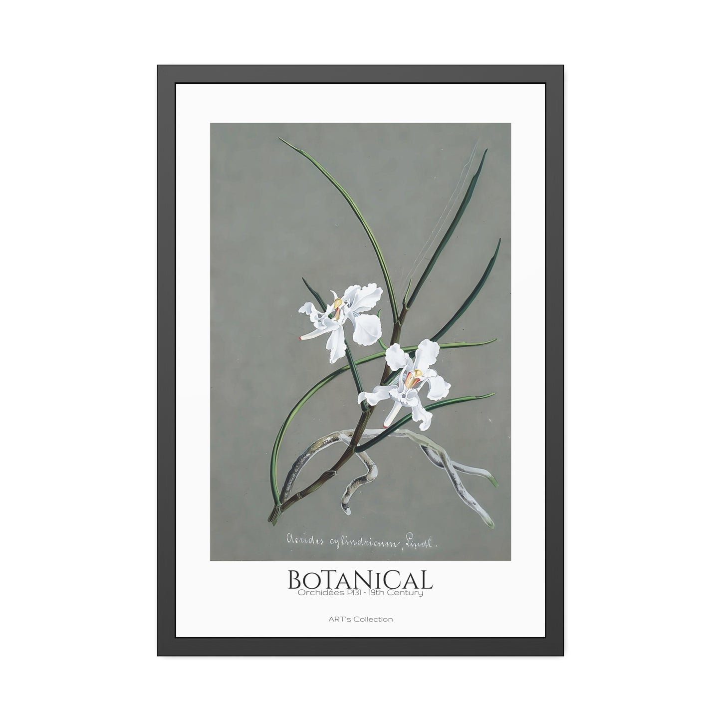 Botanical - Orchidées Pl.31 (19th Century) / Affiche Encadrée série ART's Collection