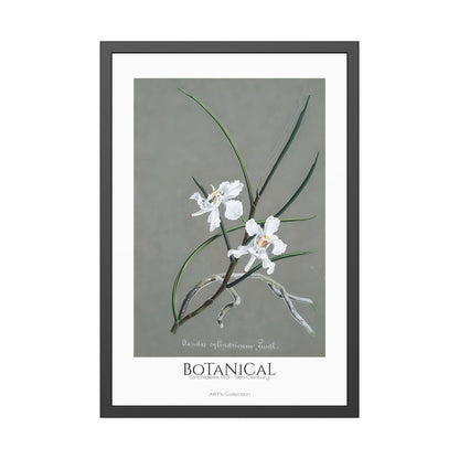 Botanical - Orchidées Pl.31 (19th Century) / Affiche Encadrée série ART's Collection