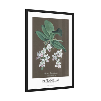 Botanical - Orchidées Pl.86 (19th Century) / Affiche Encadrée série ART's Collection