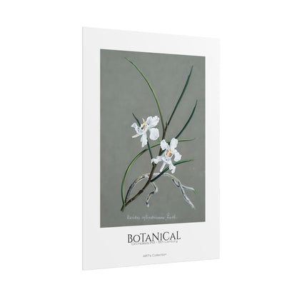 Botanical - Orchidées Pl.31 (19th Century) / Affiche imprimée - Série ART's Collection