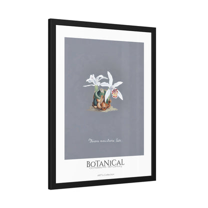 Botanical - Orchidées Pl.15 (19th Century) / Affiche Encadrée série ART's Collection