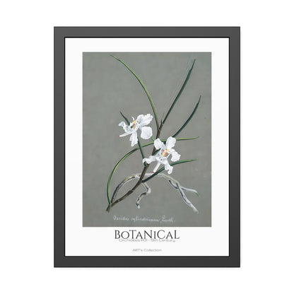 Botanical - Orchidées Pl.31 (19th Century) / Affiche Encadrée série ART's Collection