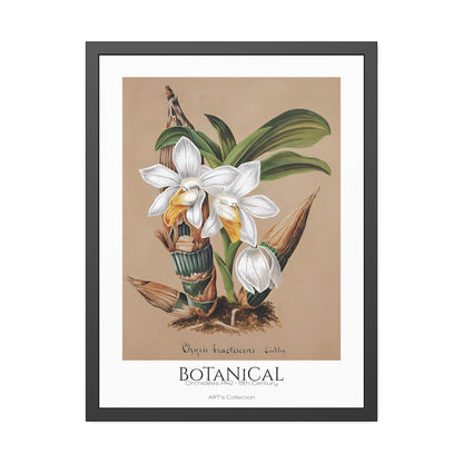 Botanical - Orchidées Pl.42 (19th Century) / Affiche Encadrée série ART's Collection