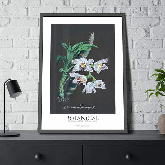 Botanical - Orchidées Pl.60 (19th Century) / Affiche Encadrée série ART's Collection