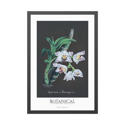 Botanical - Orchidées Pl.60 (19th Century) / Affiche Encadrée série ART's Collection
