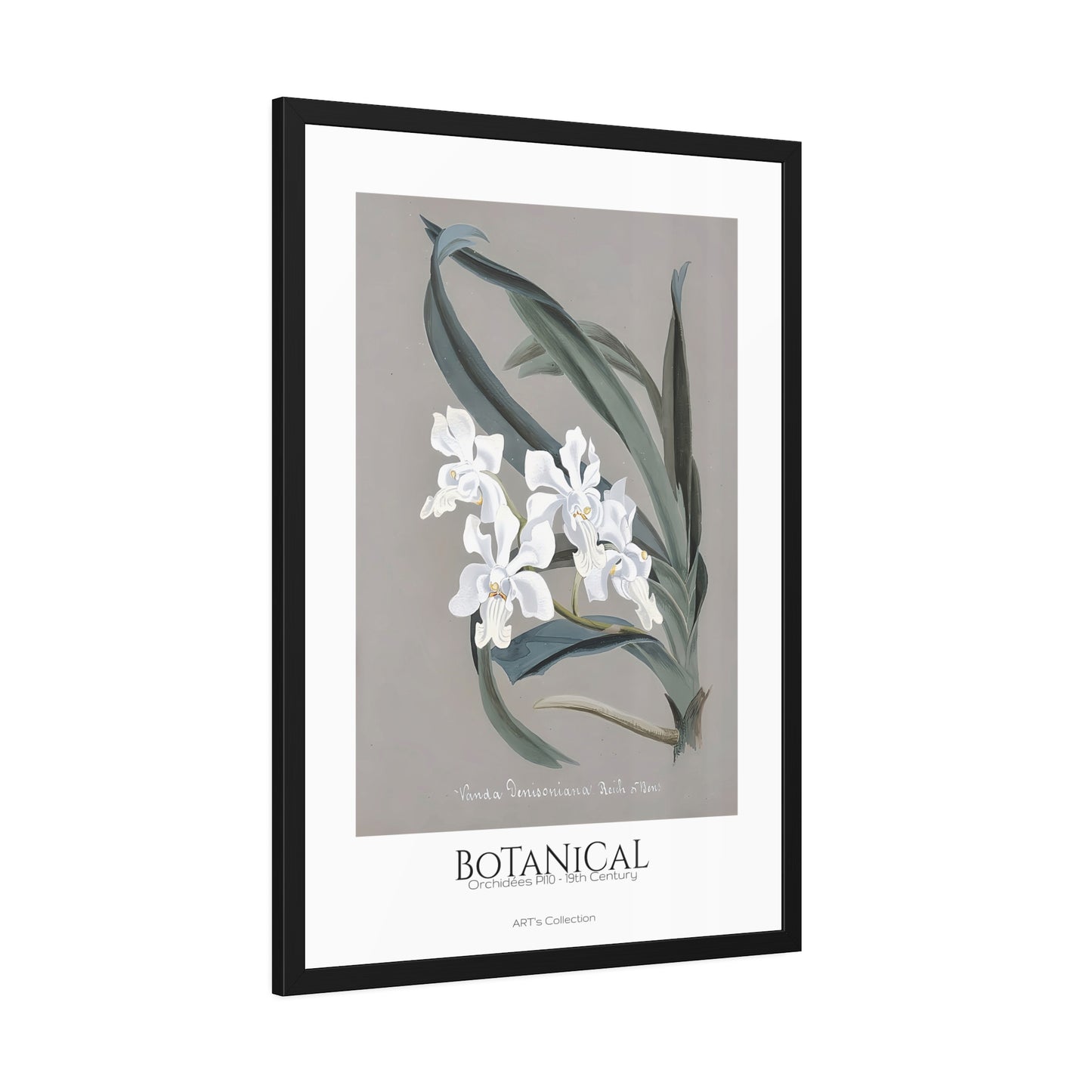 Botanical - Orchidées Pl.10 (19th Century) / Affiche Encadrée série ART's Collection