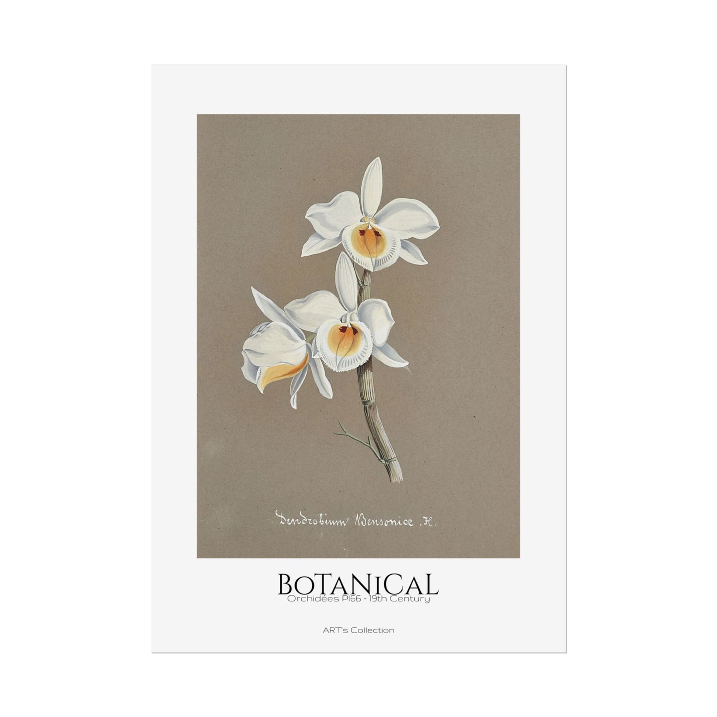 Botanical - Orchidées Pl.66 (19th Century) / Affiche imprimée - Série ART's Collection