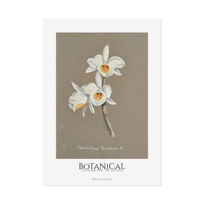 Botanical - Orchidées Pl.66 (19th Century) / Affiche imprimée - Série ART's Collection