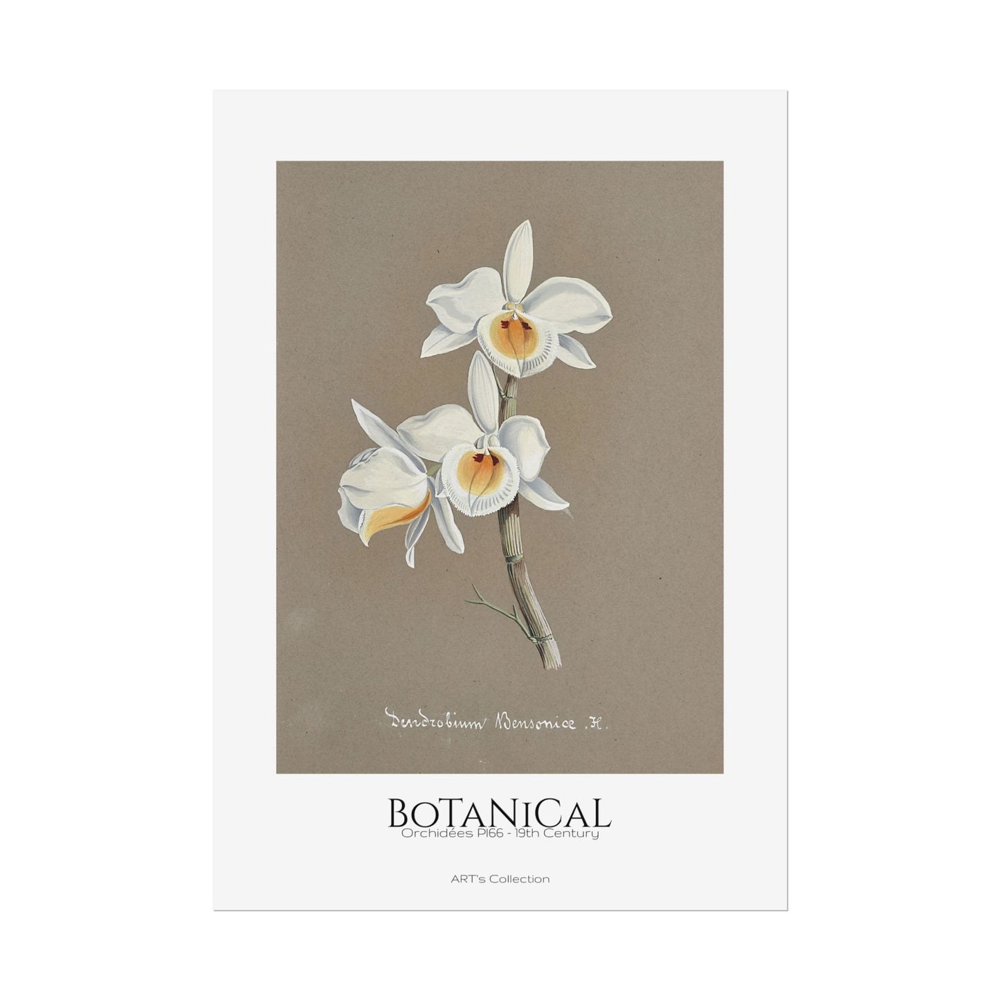 Botanical - Orchidées Pl.66 (19th Century) / Affiche imprimée - Série ART's Collection