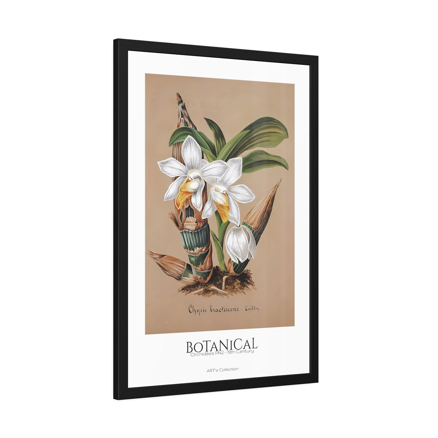 Botanical - Orchidées Pl.42 (19th Century) / Affiche Encadrée série ART's Collection