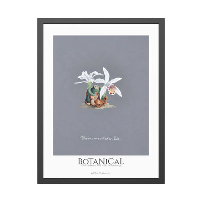 Botanical - Orchidées Pl.15 (19th Century) / Affiche Encadrée série ART's Collection