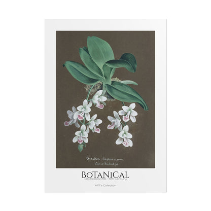 Botanical - Orchidées Pl.86 (19th Century) / Affiche imprimée - Série ART's Collection