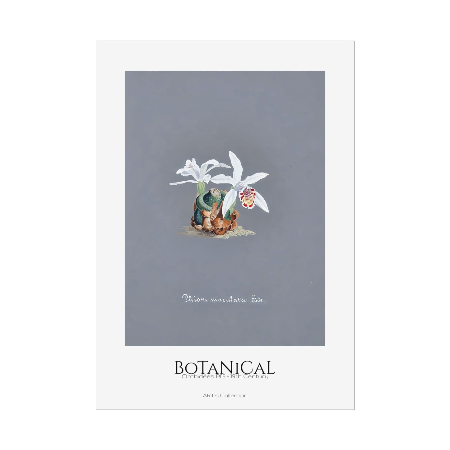 Botanical - Orchidées Pl.15 (19th Century) / Affiche imprimée - Série ART's Collection
