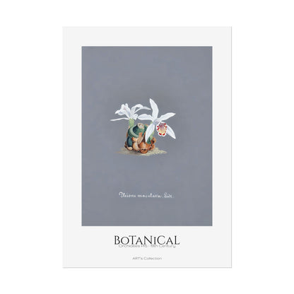 Botanical - Orchidées Pl.15 (19th Century) / Affiche imprimée - Série ART's Collection