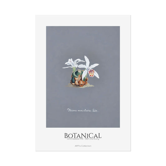 Botanical - Orchidées Pl.15 (19th Century) / Affiche imprimée - Série ART's Collection