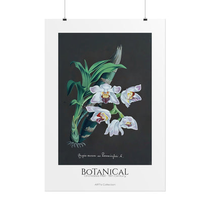 Botanical - Orchidées Pl.60 (19th Century) / Affiche imprimée - Série ART's Collection