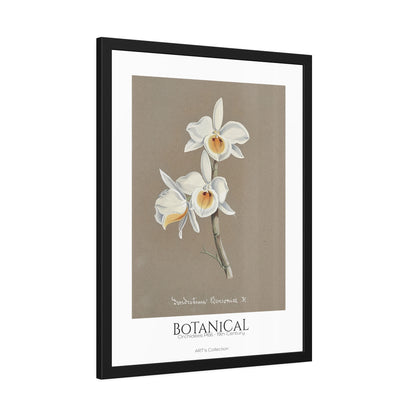 Botanical - Orchidées Pl.66 (19th Century) / Affiche Encadrée série ART's Collection
