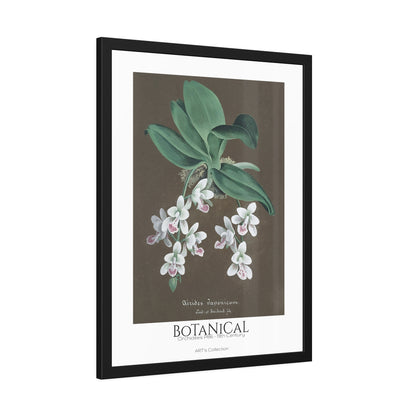 Botanical - Orchidées Pl.86 (19th Century) / Affiche Encadrée série ART's Collection