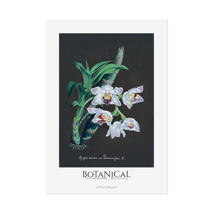 Botanical - Orchidées Pl.60 (19th Century) / Affiche imprimée - Série ART's Collection