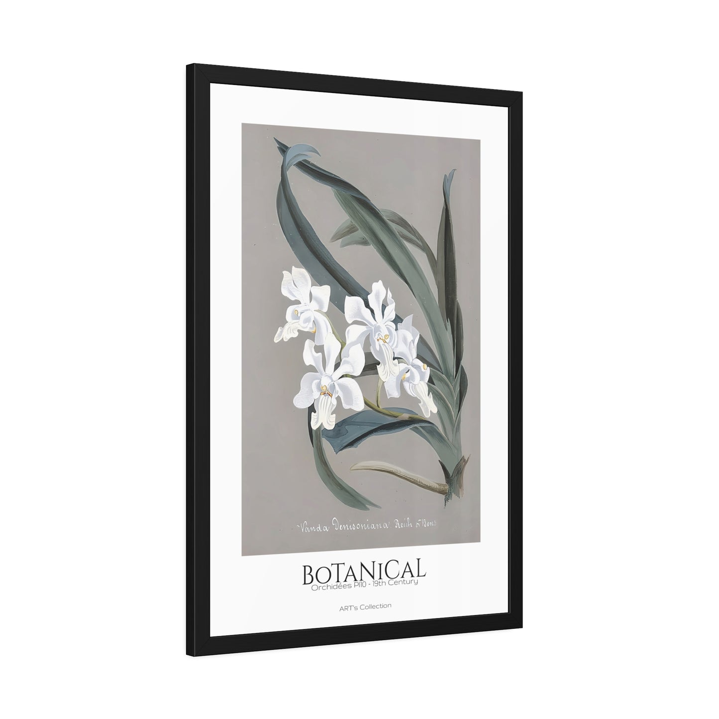Botanical - Orchidées Pl.10 (19th Century) / Affiche Encadrée série ART's Collection